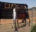 1230-1416 WA Horses highway (307441)